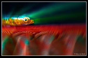 Goby on seapen by Dray Van Beeck 